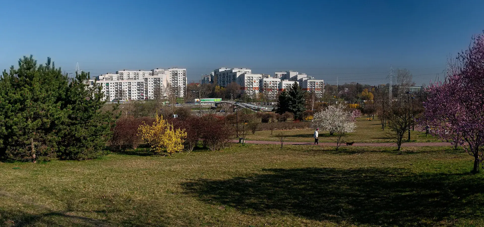 Zdjęcie: Sosnowiec — tło strony lokalnej